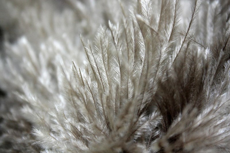 la plume